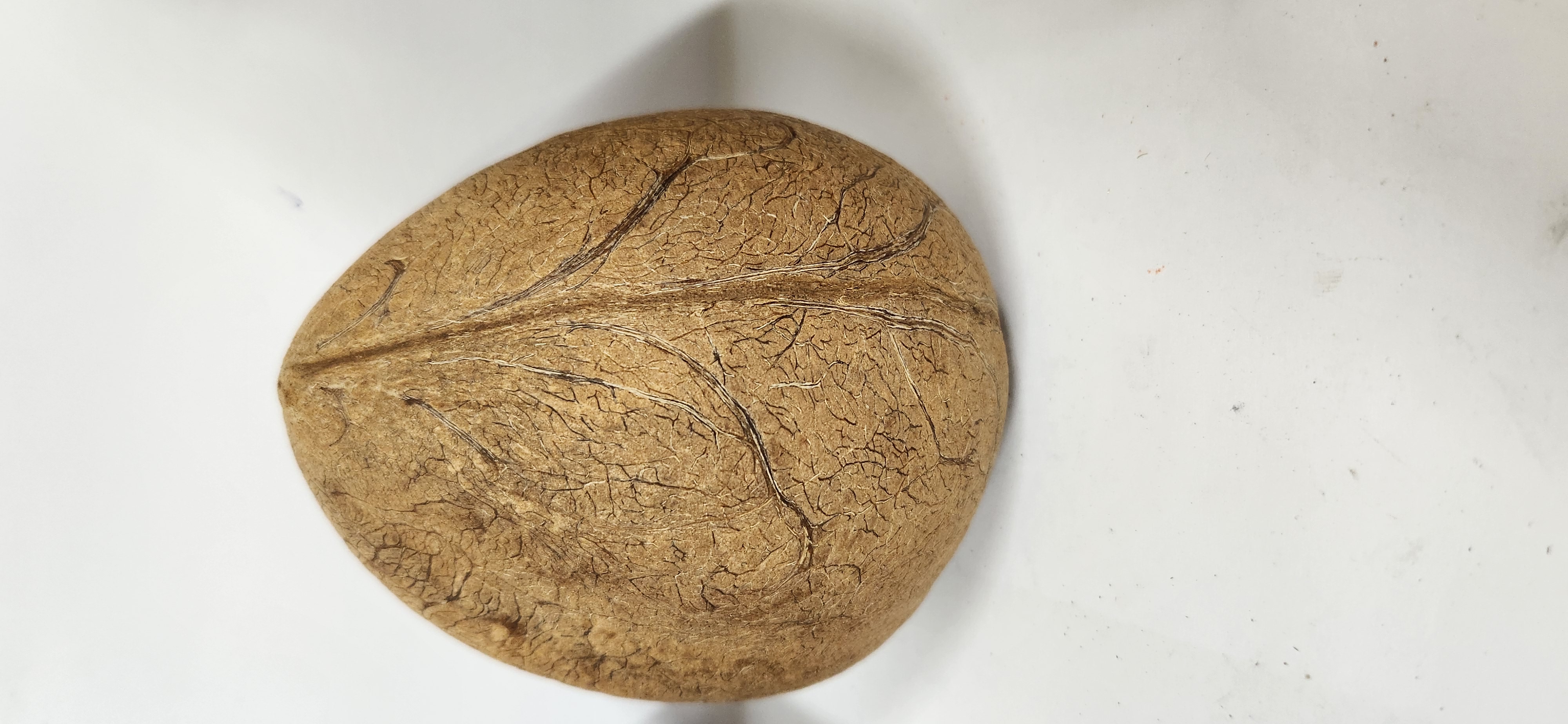 Dry Coconut/Kopparai/SukhaNariyal Whole